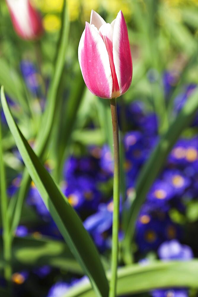 Plants, Flowers, Tulips, Tulip amongst bed of pansies.