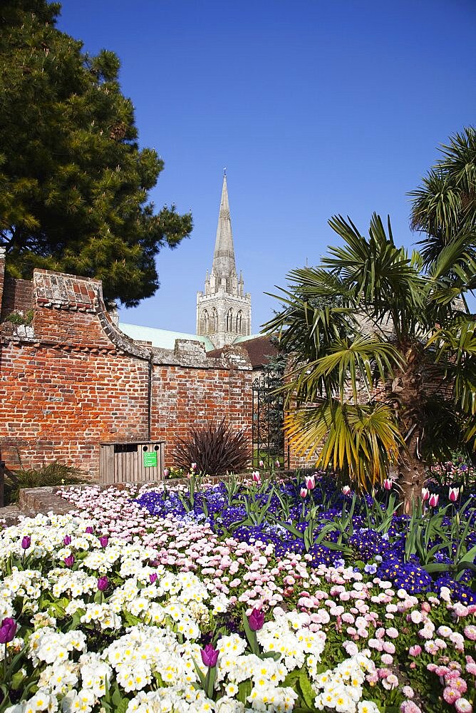 Plants, Flowers, Mixed, England West Sussex Chichester Garden with abundance of colourful Tulip and Primrose flowers and Cathedral Spire behind.