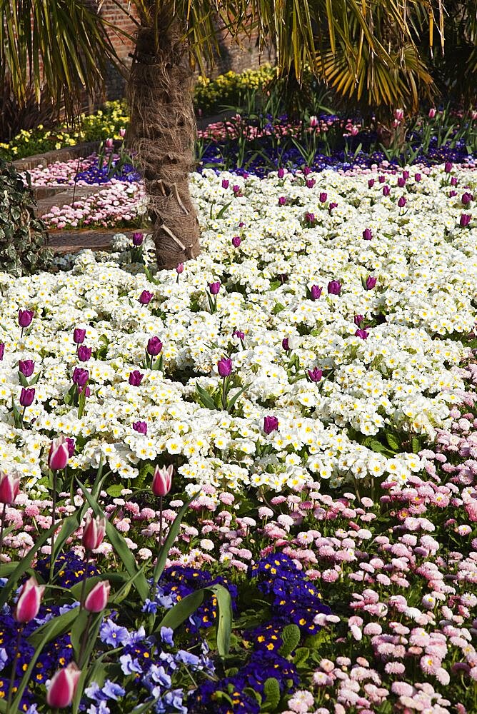 Plants, Flowers, Mixed, Garden with abundance of colourful Tulip and Primrose flowers