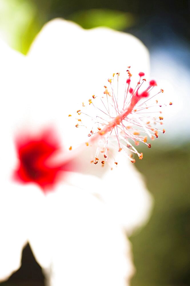 Plants, Flowers, White Hibiscus flower with detail of vivid red pistil and stamen.