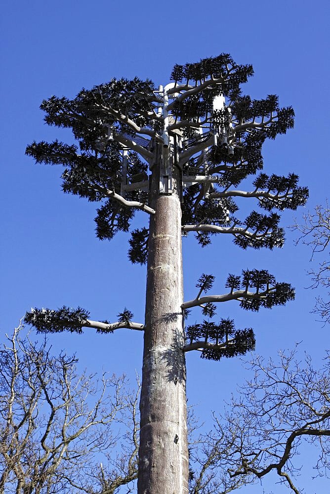 Communications, Telephone, Mobile, Communication Tower Mast disguised as Pine Tree against deep blue sky Gwynedd North Wales UK.