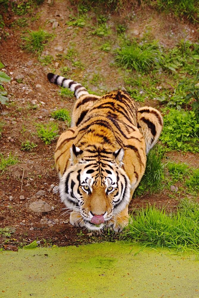 Animals, Big Cats, Tigers, Siberian amur tiger Panthera tigris altaica also known as Amur Tiger crouching down and drinking from stagnant pool of water.