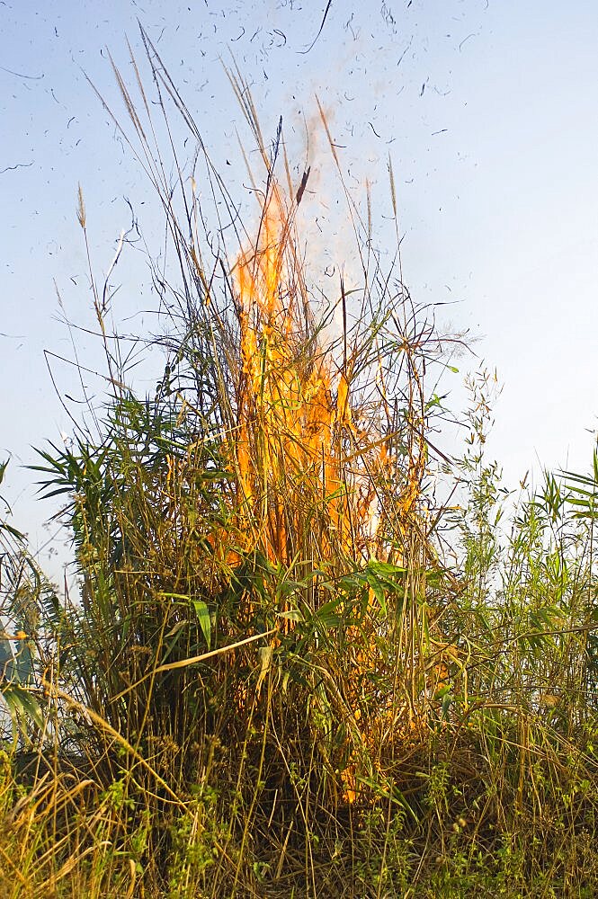 Bangladesh, Chittagong Division, Bandarban, Bamboo burning in the traditional slash and burn style of juma agriculture.