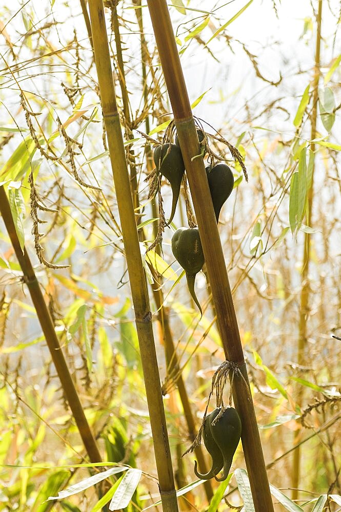 Bangladesh, Chittagong Division, Bandarban, Rare bamboo fruit hanging from stems, usually flowers every 50 years.