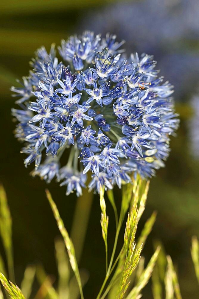 Plants, Flowers, Allium, Close up of the Allium flowers.