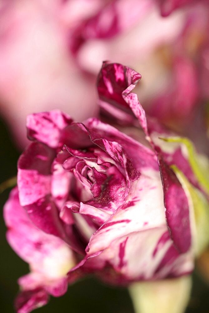 Plants, Flowers, Roses, Rose, Rosa, Close up of pink and white petals.