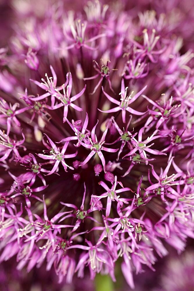 Plants, Flowers, Allium, Allium 'Gladiator', Close up detail of flowers.