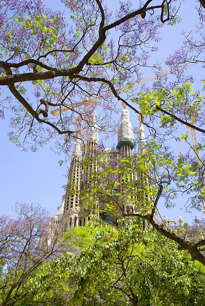 Spain, Catalonia, Barcelona, The spires of the basilica church of Sagrada Familia deisigned by Antoni Gaudi seen through the branches of a tree in the Eixample district.