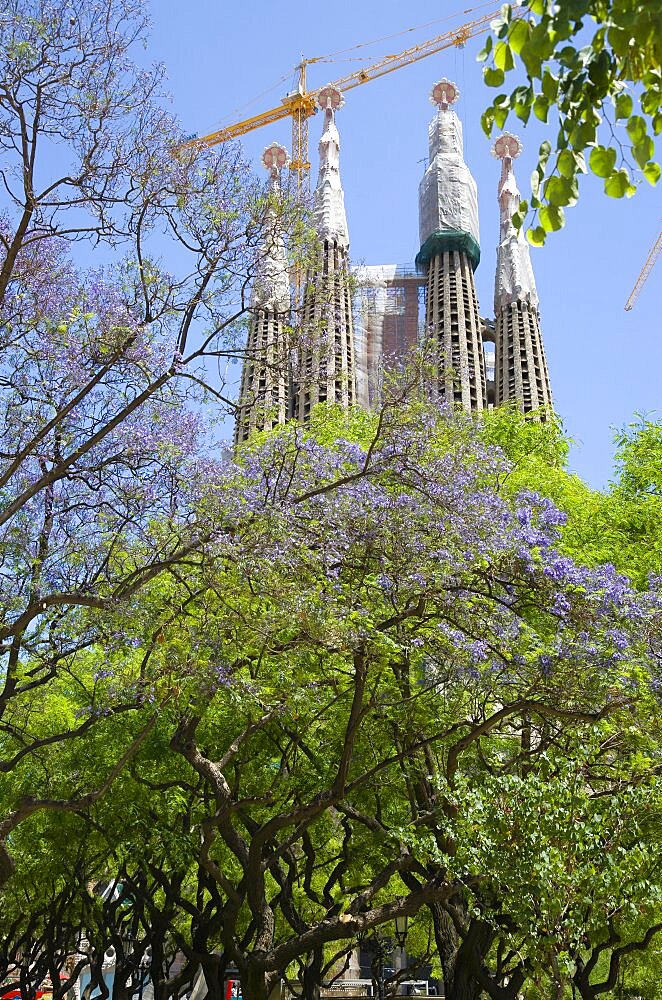 Spain, Catalonia, Barcelona, The spires of the basilica church of Sagrada Familia deisigned by Antoni Gaudi seen through the branches of a tree in the Eixample district.