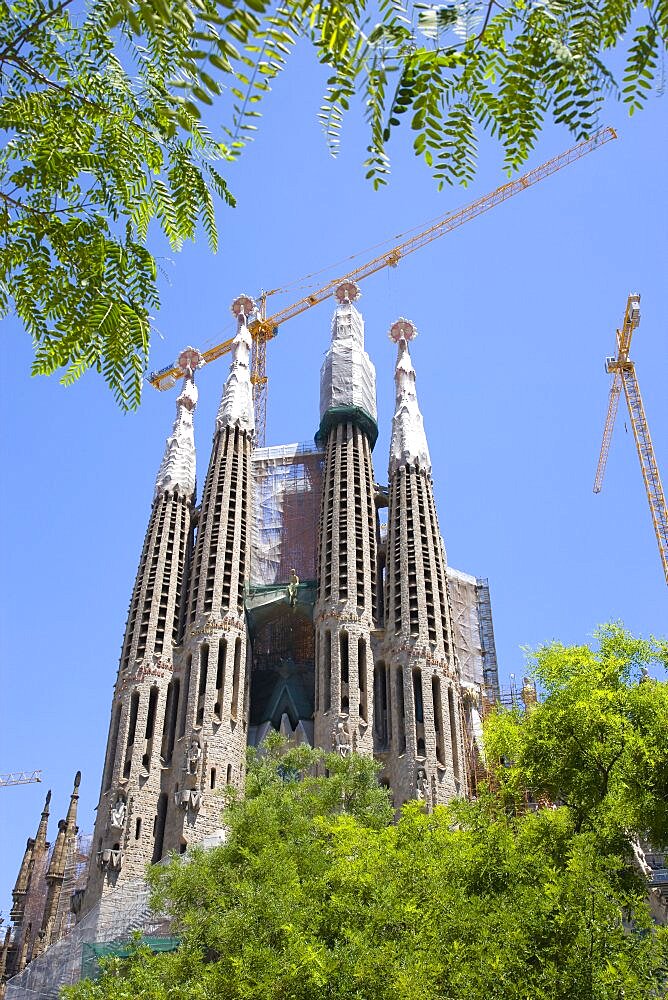 Spain, Catalonia, Barcelona, The spires of the basilica church of Sagrada Familia deisigned by Antoni Gaudi seen through the branches of a tree in the Eixample district.