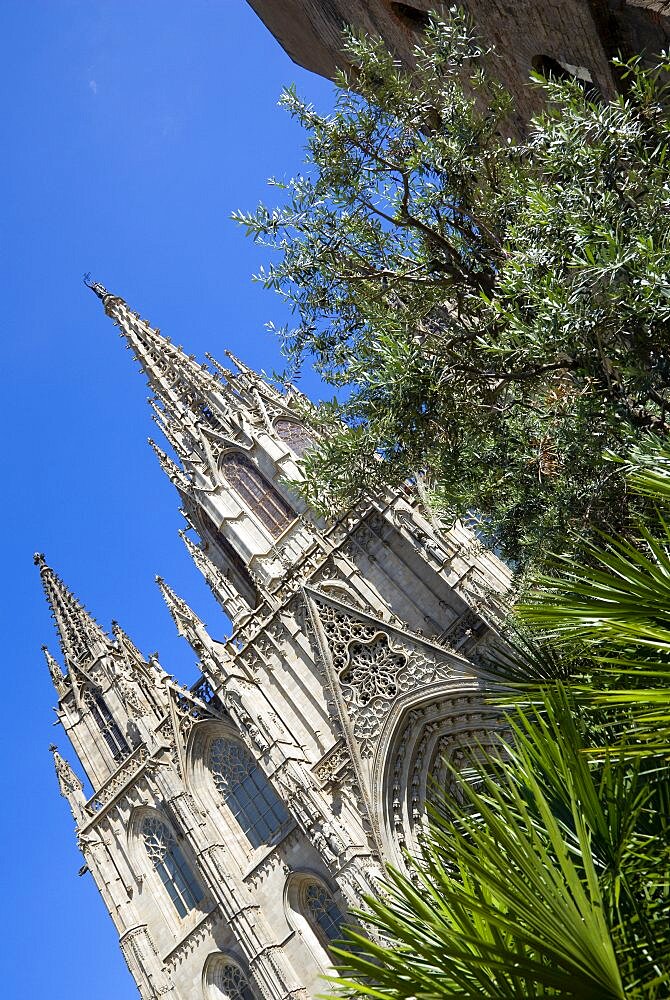 Spain, Catalonia, Barcelona, The main facade and spire of the Cathedral with olive trees and palms in the foreground in the Old Town district.