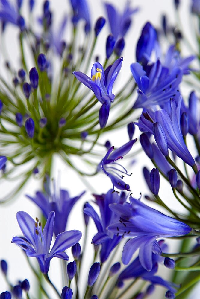 African lily, Agapanthus, purple flowers on an umbel shaped flowerhead against a white background.