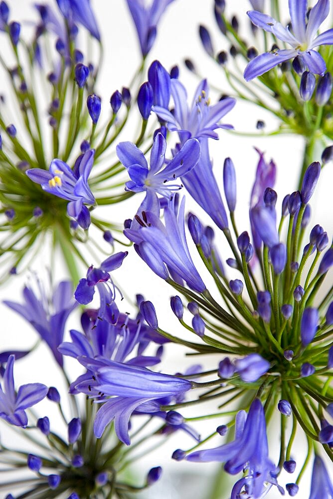 African lily, Agapanthus, purple flowers on an umbel shaped flowerhead against a white background.