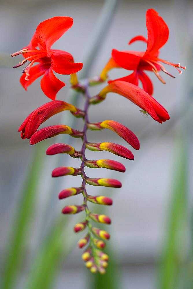 Montbretia, Crocosmia 'Lucifer', branched spike with emerging showy funnel-shaped red flowers isolated in shallow focus against a green and grey background.