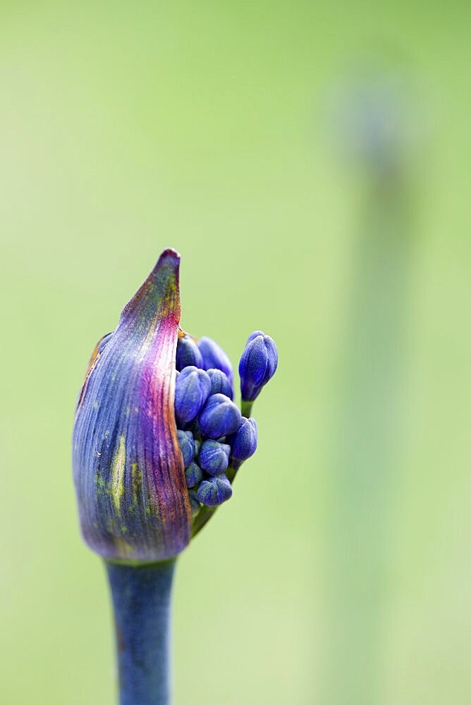 African lily, Agapanthus, purple flowers emerging on a flowerhead against a green background.