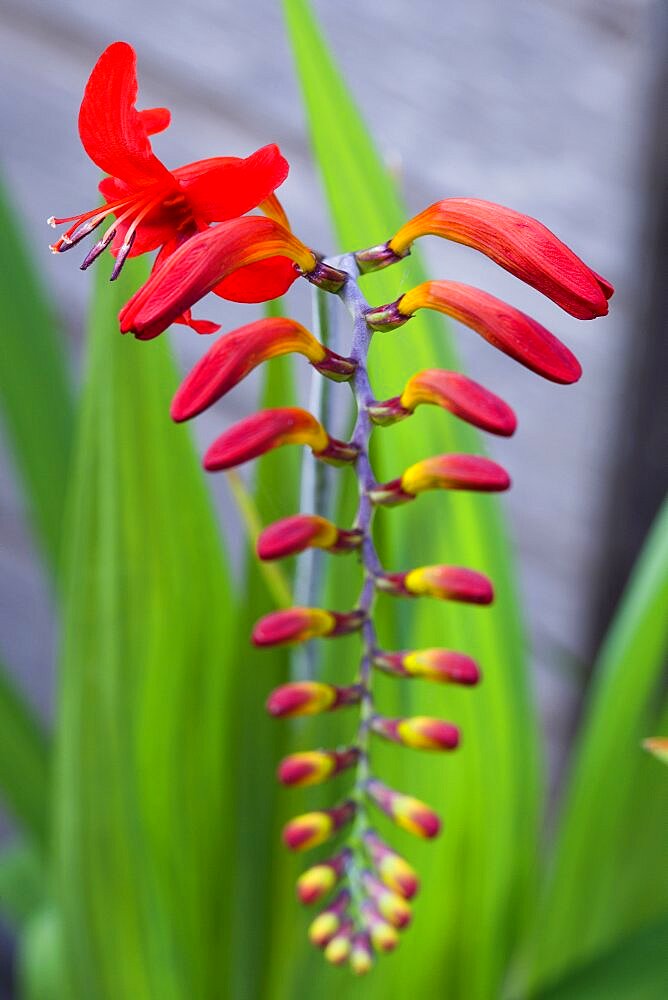 Montbretia, Crocosmia 'Lucifer', branched spike with emerging showy funnel-shaped red flowers isolated in shallow focus against a green and grey background.