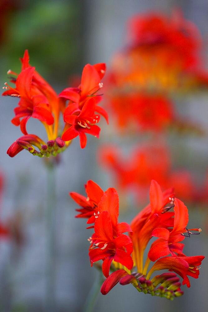 Montbretia, Crocosmia 'Lucifer', branched spike with emerging showy funnel-shaped red flowers isolated in shallow focus against a green and grey background.