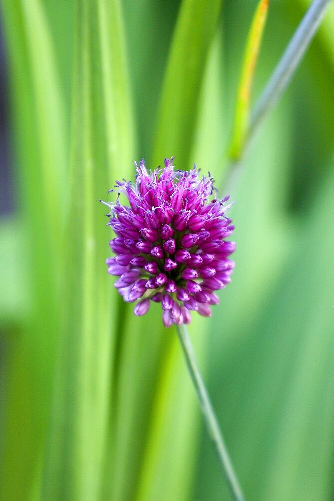 Ornamental onion, Allium, single purple spherical flower on a stem isolated in shallow focus against green leaves.