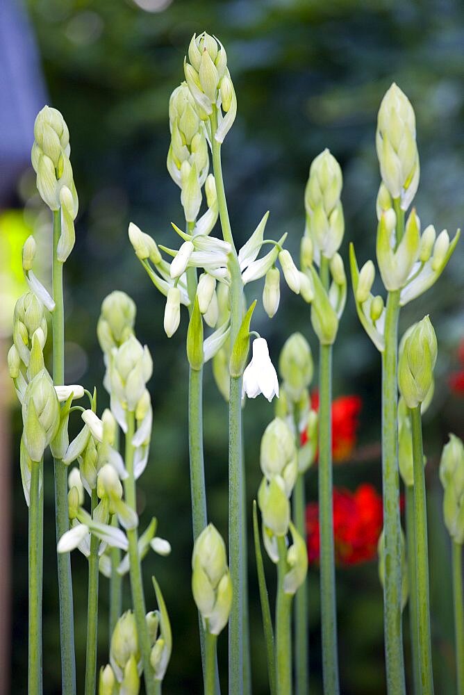 Summer hyacinth, Galtonia candicans, long green upright stems with emerging pendulous white flowers.