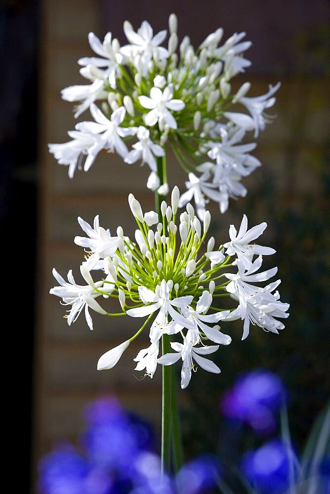 African lily, Agapanthus, white flowers emerging on an umbel shaped flowerhead.