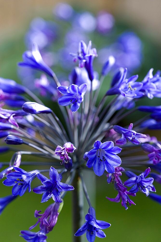 African lily, Agapanthus, purple flowers emerging on an umbel shaped flowerhead against a green background.