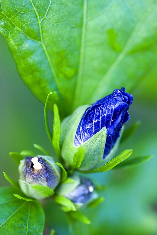 Rose mallow, Hibiscus syriacus 'Blue Bird', purple blue buds opening among green leaves on a shrub.