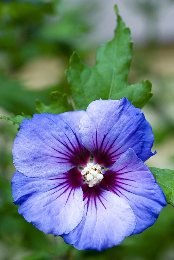 Rose mallow, Hibiscus syriacus 'Blue Bird', single purple blue flower growing on a shrub.