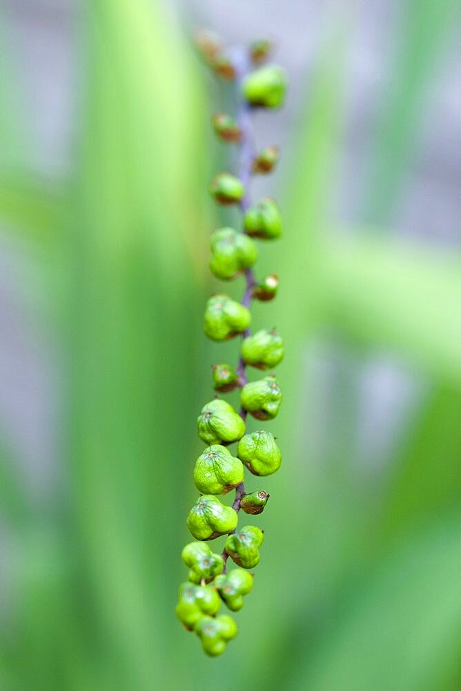 Montbretia, Crocosmia 'Lucifer', Green seed pods isolated in shallow focus.