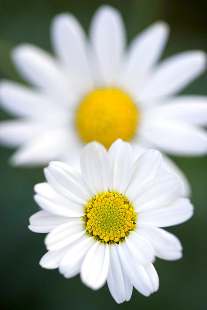 Marguerite daisy, Argyranthemum, single white flower isolated in shallow focus against anothe similar flower and a green background.