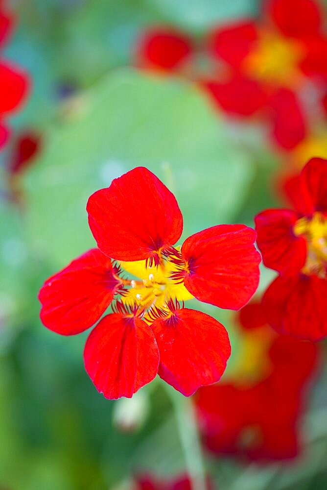 Nasturtium, Tropaeolum majus, red flower isolated in shallow focus against green leaves.