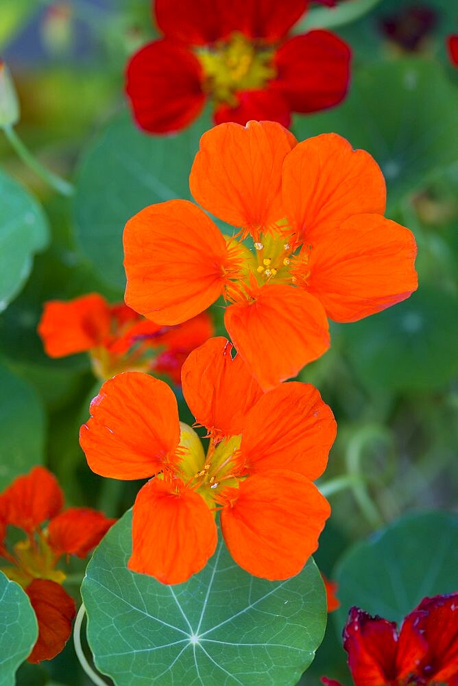 Nasturtium, Tropaeolum majus, close up of orange red flowers against green leaves.