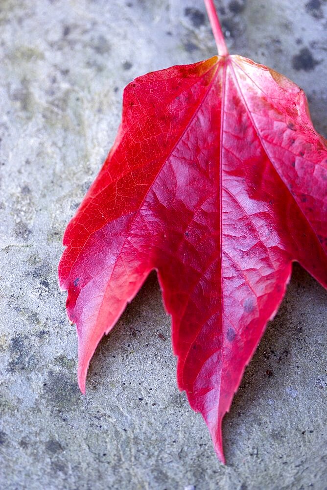 Boston ivy, Parthenocissus tricuspidata, close-up detail of a single fallen red leaf on grey stone in the autumn.