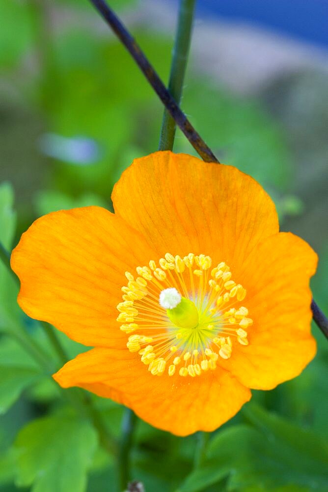 Iceland poppy, Papaver nudicaule, close-up detail of a single orange flower with yellow stamen against a green leafy background.