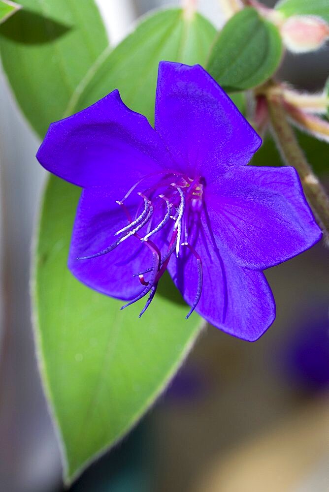 Glory bush, Tibouchina urvilleana, purple flower with prominent stamen on an evergreen shrub.