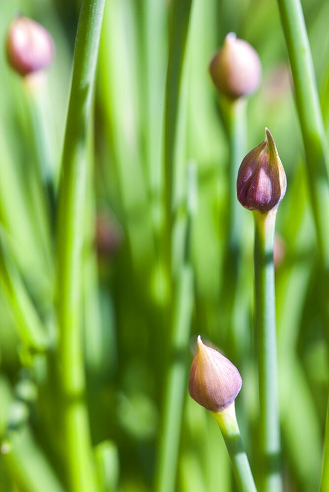 Chives, Allium schoenoprasum, purple flowers on long green stems of the garden herb growing in a garden border.