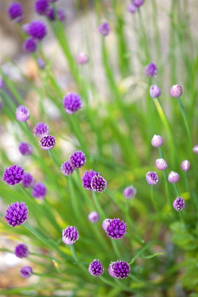 Chives, Allium schoenoprasum, purple flowers on long green stems of the garden herb growing in a garden border.