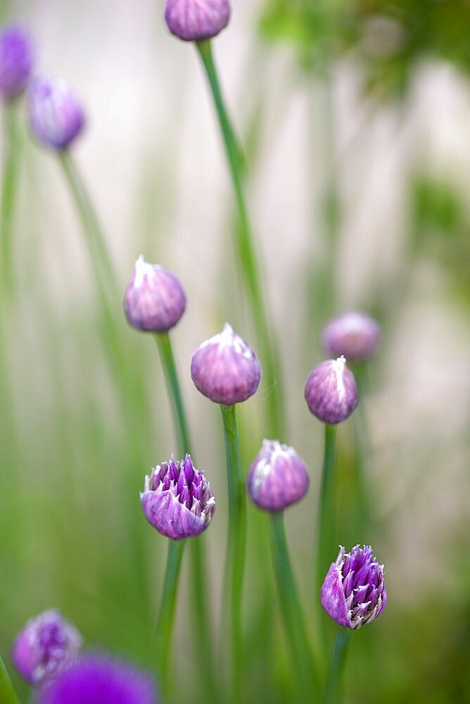 Chives, Allium schoenoprasum, purple flowers on long green stems of the garden herb growing in a garden border.