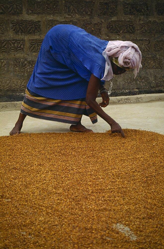 SIERRA LEONE  Agriculture Woman spreading grain on the ground to dry