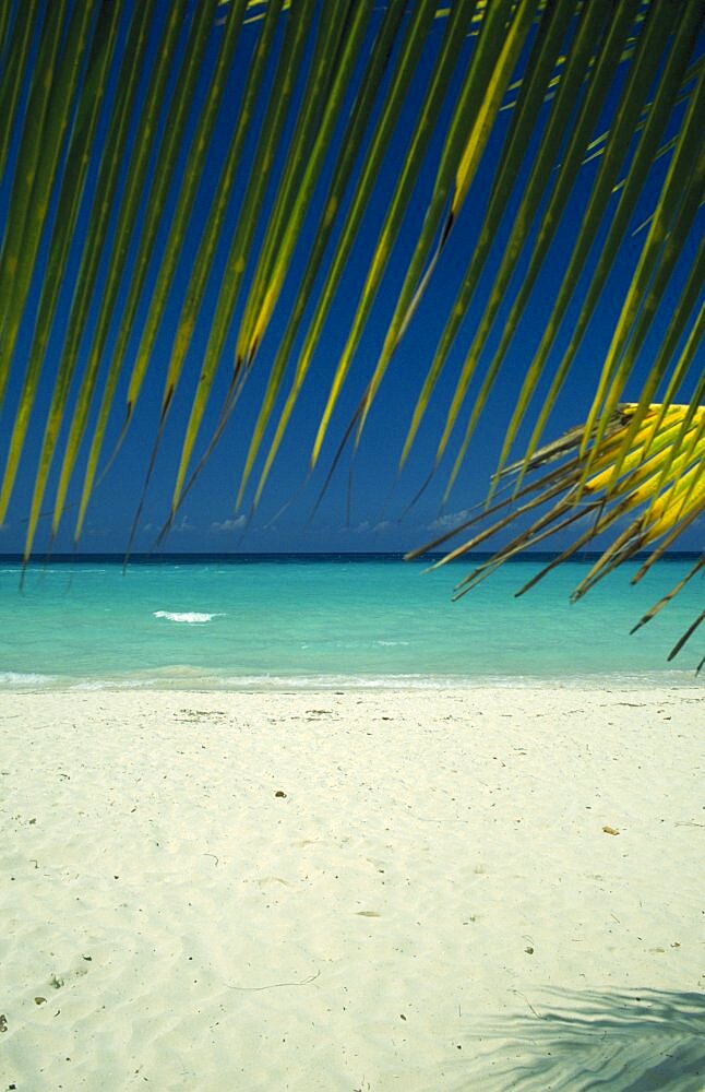 WEST INDIES Jamaica Negril Beach and waters edge through branch of coconut palm tree