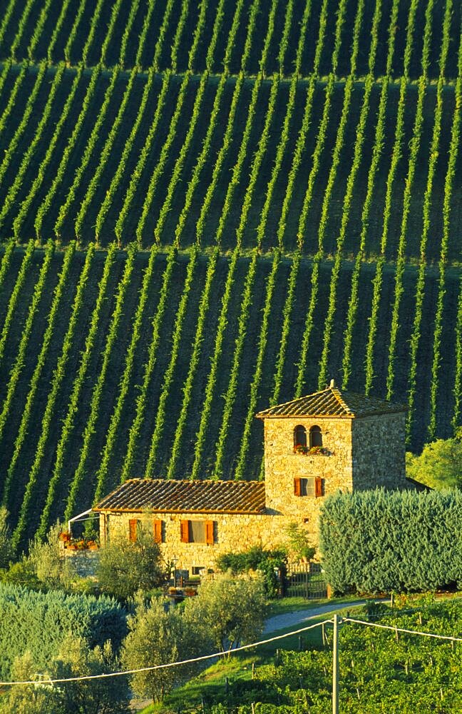 ITALY Tuscany Chianti Farmhouse and vineyards near Panzano.