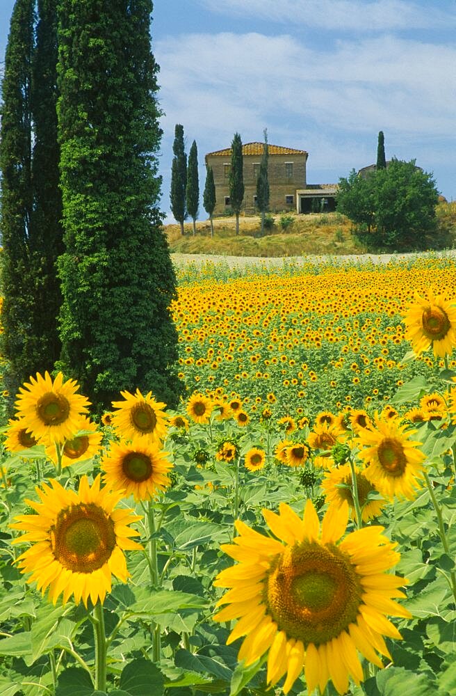 ITALY  Tuscany Field of sunflowers and cypress trees with house behind near Buonconvento