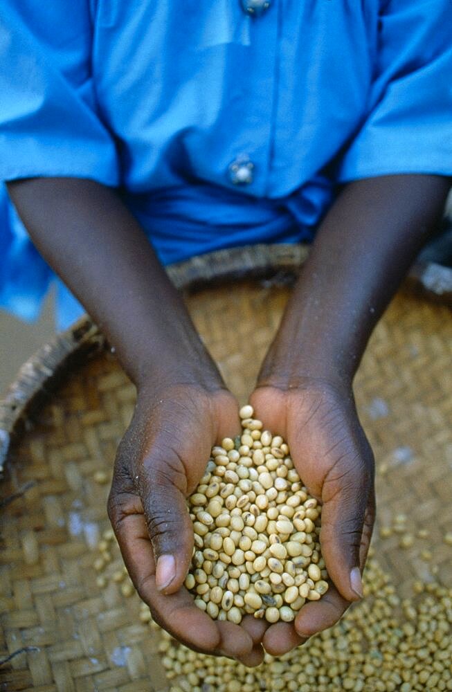 MALAWI  Ngwila Cropped view of Efero Lodi holding handful of organically grown soya.  Organic farming allows farmers to achieve the same yields without the use of expensive fertilisers.