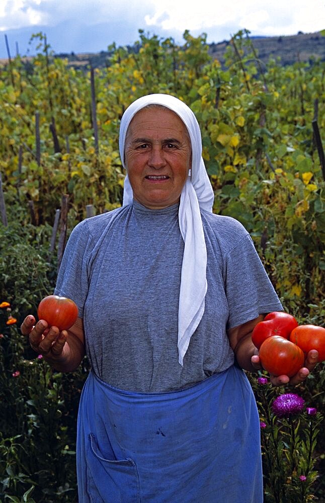 BULGARIA  Dobarsko Farmer holding tomatoes in field. Travel Tourism Holiday Vacation Explore Recreation Leisure Sightseeing Tourist Attraction Tour Dobarsko Bansko Bulgaria Bulgarian Tranquil Tranquility East Eastern Europe European Tradition Traditional Person Way Of Life Farm Farming Farmer Ethnic Peasant Work Working Worker Lady Woman Female Person Standing Stand Stood Pose Posing Head Scarf Culture Cultural Community Village Villager Rural Smiling Happy Smile Old Food Feed Eat Holding Hold Tomatoes Tomato Field Produce Country Countryside Apron Contented Eastern Europe