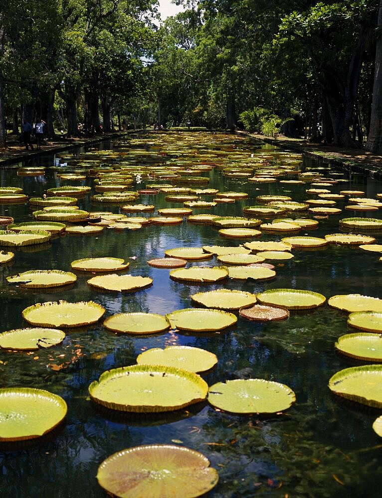 MAURITIUS North Pamplemousses Pamplemousse Botanical Gardens. Giant Water Lilies