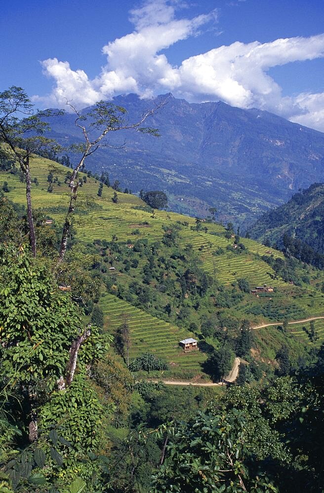 Terraced hillside with mountain backdrop part framed by treetops, West Sikkim Landscape, India