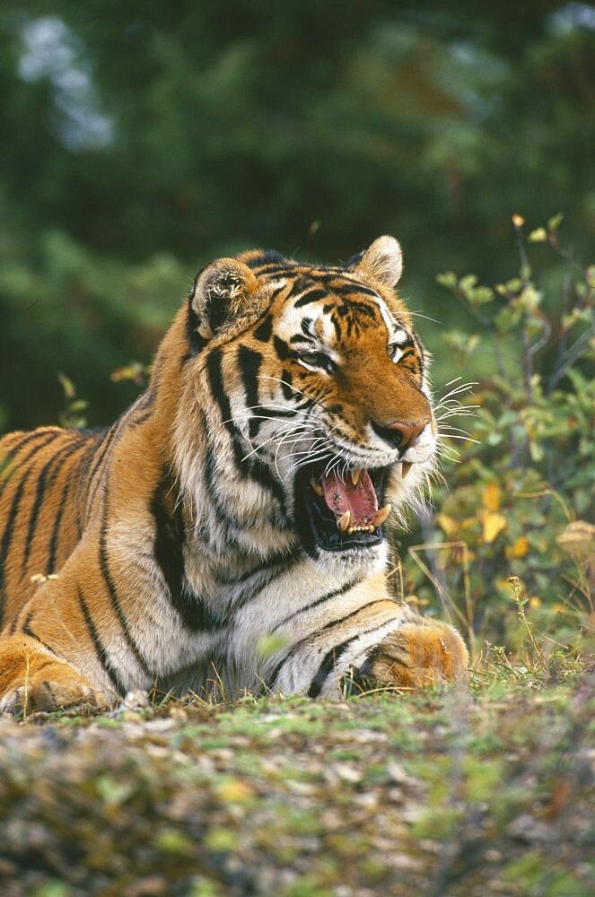 WILDLIFE Big Game Cats Siberian Tiger  panthera tigris altaica  sitting on the ground looking menacing