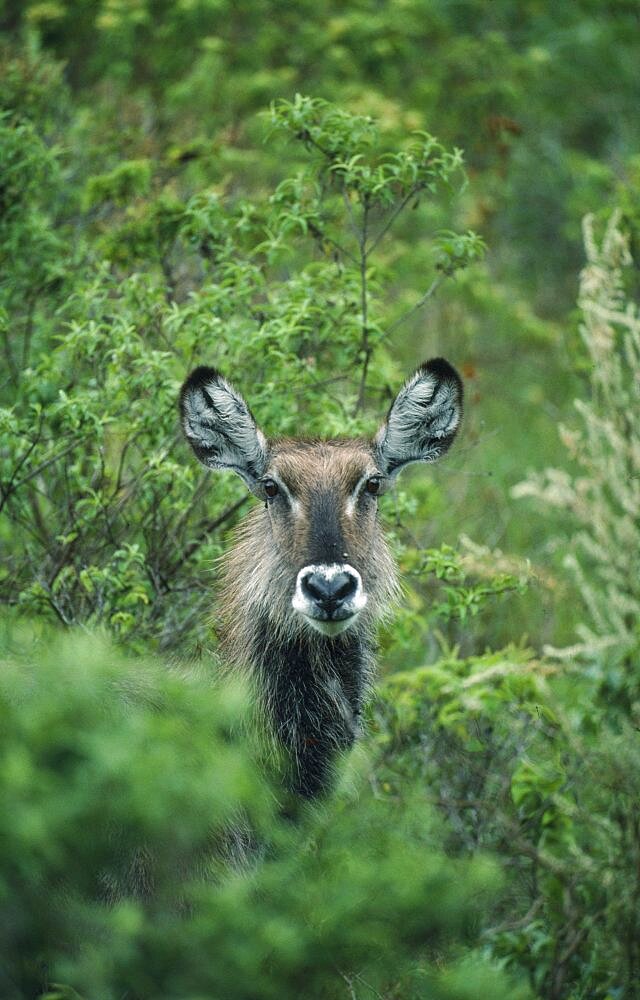 WILDLIFE  Waterbucks Waterbuck  kobus ellipsiprymnus  looking out from amongst bushes at Momella lakes Tanzania