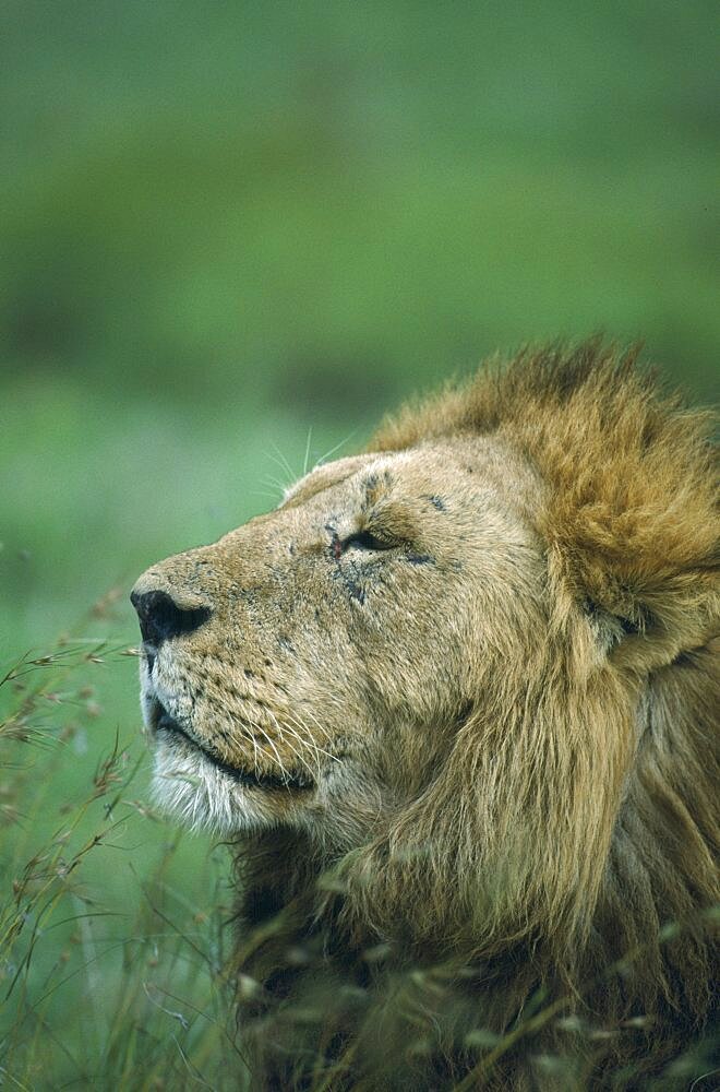 WILDLIFE Big Game Cats Male Lion  panthera leo  portrait in Ngorongoro Crater Tanzania