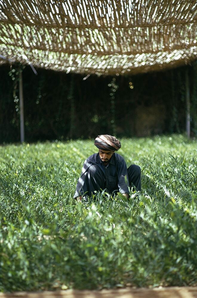 Man working on experimental farm using hydroponics to cultivate plants, Qatar, Middle East