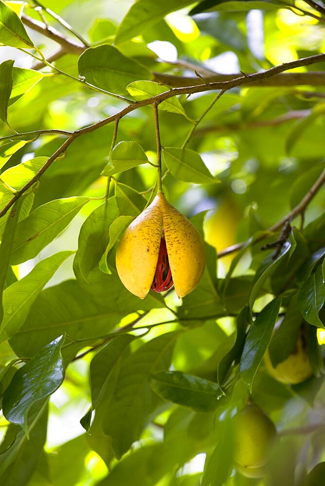 Ripe open yellow nutmeg fruit growing on a tree revealing the red mace over the nutmeg nut, Grenada, West Indies, Central America